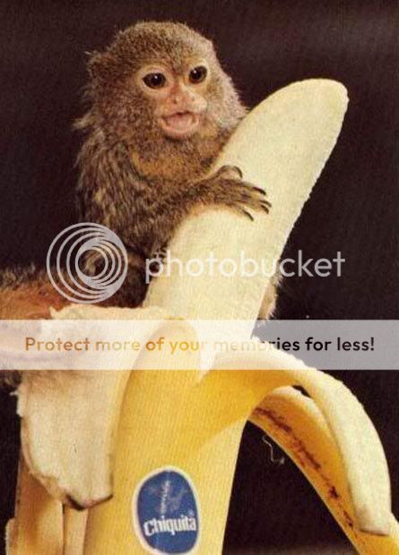 pygmy_like_da_banana.jpg