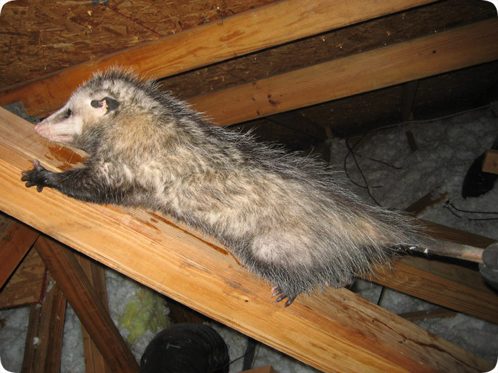 possum-attic.jpg