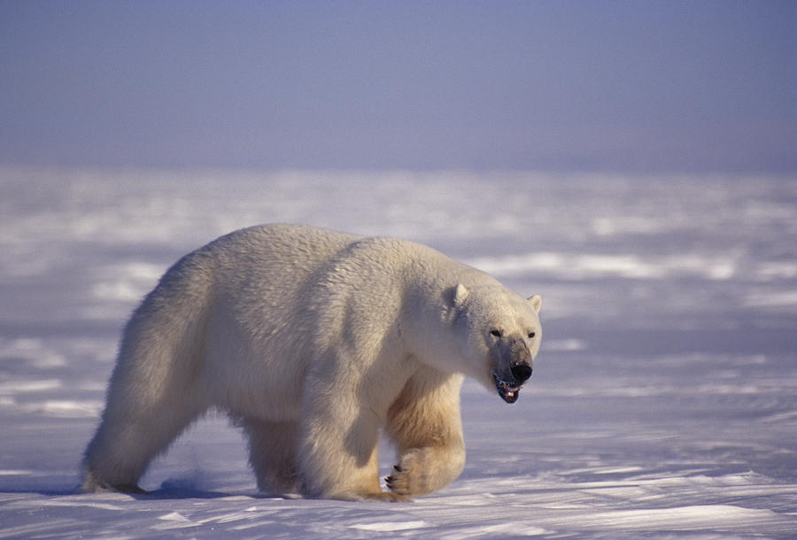 a-massive-male-polar-bear-walks-paul-nicklen.jpg