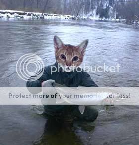 fishing_cat.jpg