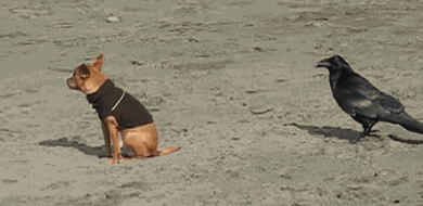 brave-crows-not-scared-134-58ff399be8c24__605.gif