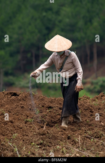 vietnamese-farmer-woman-sowing-seeds-in-the-hills-of-north-vietnam-bf6m2w.jpg