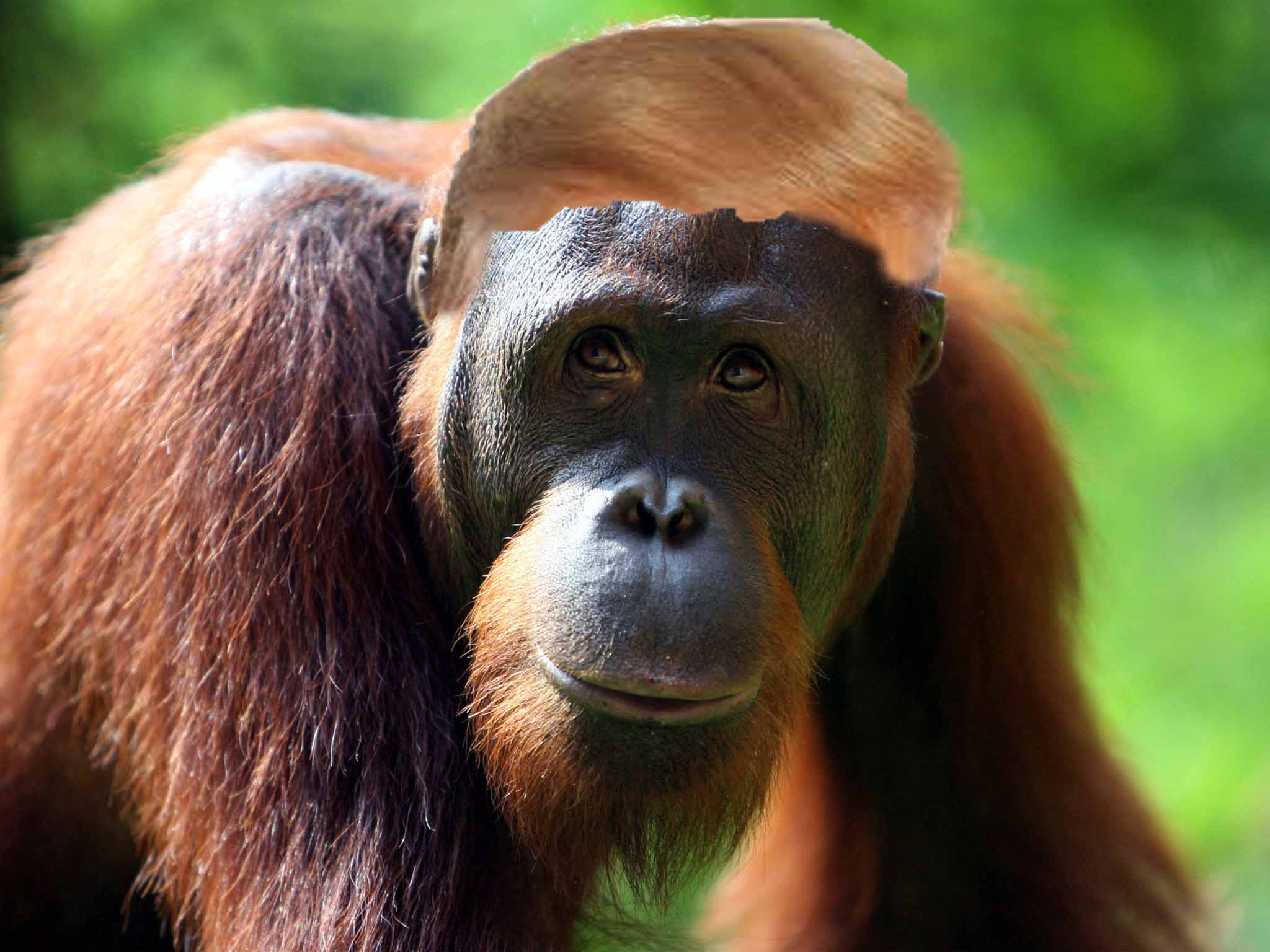 orangutan-getty.jpg