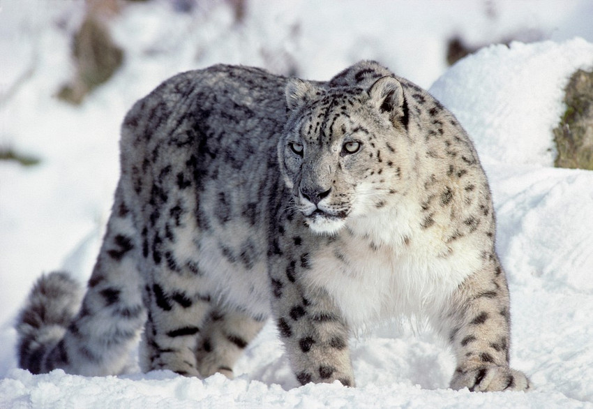 Snow-Leopard-MSNL026.jpg