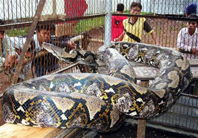 World%27s-Biggest+Snake-Reticulated-python.jpg