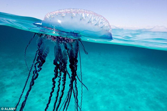 2B7C80EA00000578-3203167-The_Portuguese_man_o_war_is_recognisable_to_having_giant_tentacl-a-3_1439974281828.jpg