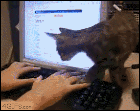 Cat_keyboard_dealwithit.gif