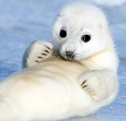 Picture-of-the-Day-Baby-Harp-Seal-Reveals-Its-Thoughtful-Philosophical-Side-2.jpg