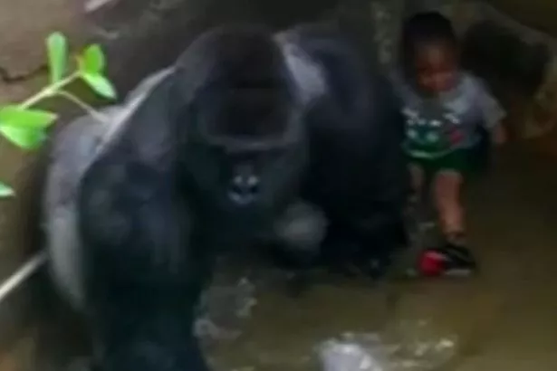 VID-Harambe-a-male-silverback-gorilla-at-Cincinnati-Zoo.jpg