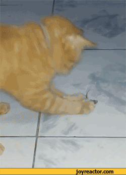 gif-cat-mouse-1108672.gif