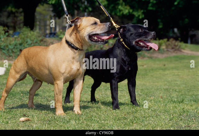 staffordshire-bull-terriers-outside-on-leashes-england-cy96db.jpg