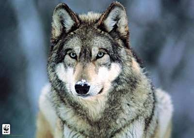 gray_wolf_montana.jpg