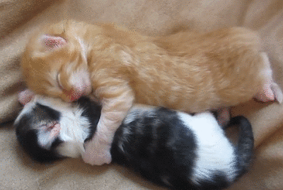 Best-Friends-Kittens-Yawn-At-The-Same-While-They-Rest.gif