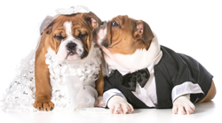 dog-wedding-blog.jpg