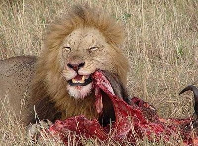 lion-eating.jpg