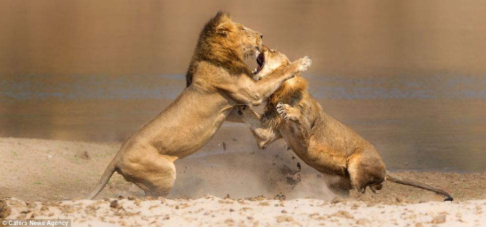 lion-fight.jpg