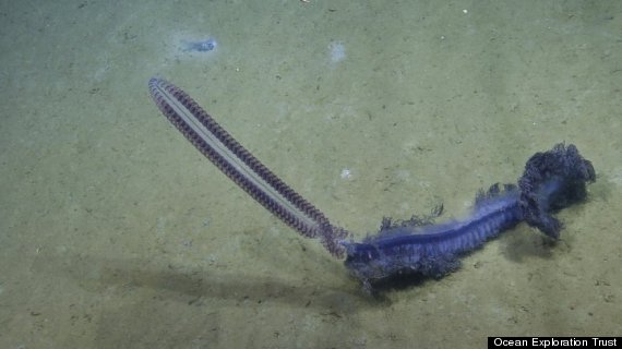 purple-siphonophore.jpg