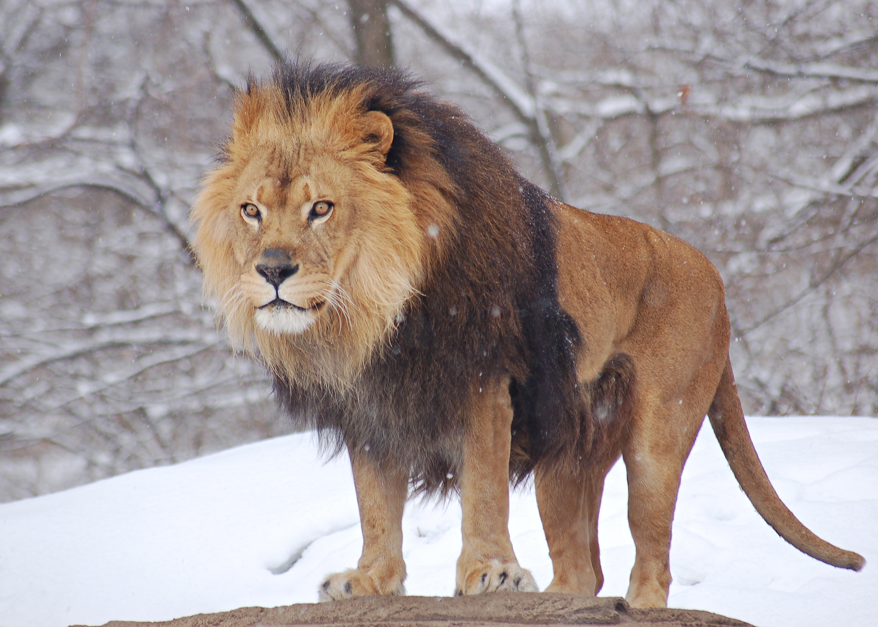 African_Lion_Panthera_leo_Male_Pittsburgh_2800px.jpg
