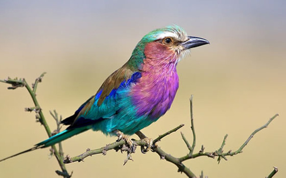 Lilac-Breasted-Roller.jpg