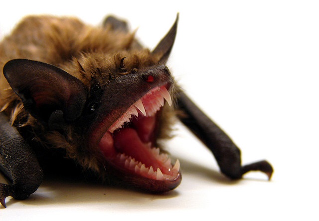 bats-in-house.jpg