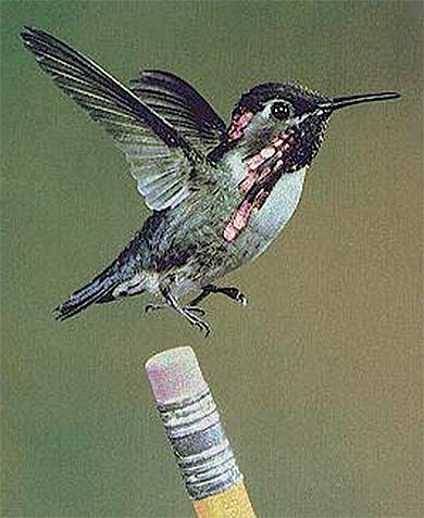 bee-hummingbird-pencil.jpg