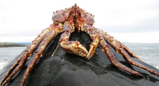 rock-crab.jpg