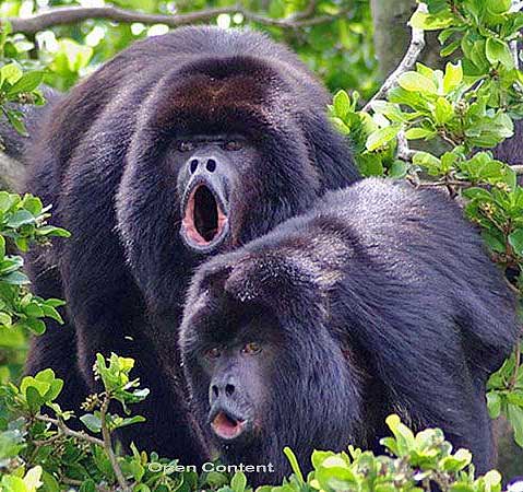 two-black-howler-monkeys-howling.jpg