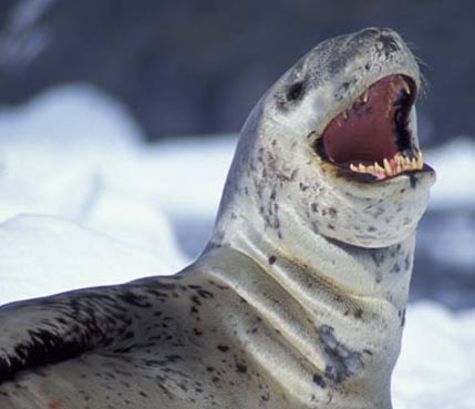 leopard-seal-teeth.jpg