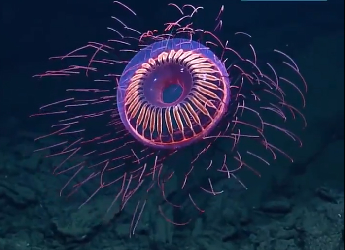 Maasi-Jellyfish.jpg